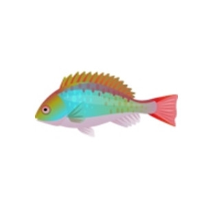 Redband Parrotfish